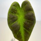 Black Beauty Starter Live Plant 8 Colocasia For Garden