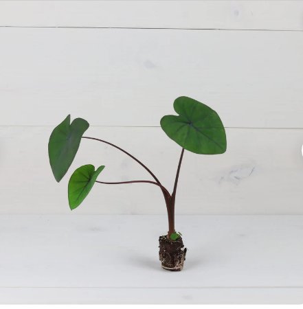 Coral Elephant Ear Plant 2 Black Colocasia Esculenta Live Plant For Garden