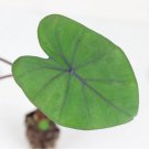 Black Colocasia Esculenta Plant 16 Coral Elephant Ear Live Plant For Garden
