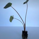 Colocasia Esculenta 4 Live Plant Elephant Ear Plant Tropical Storm For Garden