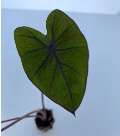 Live Plant Elephant Ear Plant Colocasia Esculenta 8 Tropical Storm For Garden