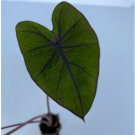 Live Plant Elephant Ear Plant Colocasia Esculenta 8 Tropical Storm For Garden