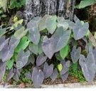 Ear Plant Colocasia Esculenta 16 Live Plant Elephant Tropical Storm For Garden