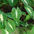1 Live Plant Colocasia 'Nancy's Revenge' Elephant Ear Starter Plant For Garden