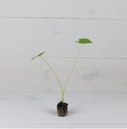 Elephant Ear 4 Live Plant Colocasia 'Nancy's Revenge' Starter Plant For Garden