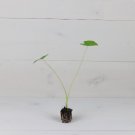 Elephant Ear 4 Live Plant Colocasia 'Nancy's Revenge' Starter Plant For Garden