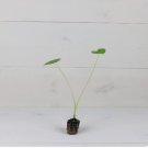'Nancy's Revenge' Elephant Ear 8 Live Plant ColocasiaStarter Plant For Garden