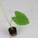 Elephant Ear 16 Live Plant 'Nancy's Revenge' ColocasiaStarter Plant For Garden