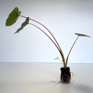 Colocasia Esculenta Plant Live Plant Elephant Ear Plant 4 Black Ruffles For Garden