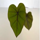 Live Plant Elephant Ear Plant 8 Colocasia Esculenta Plant Black Ruffles For Garden