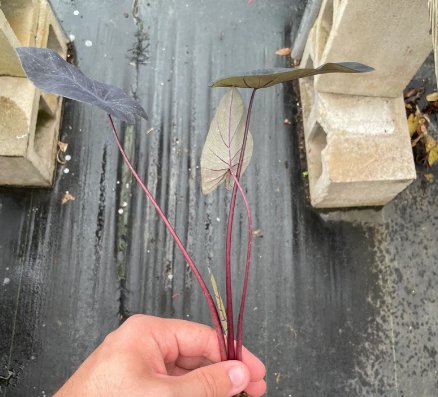 Electric Blue Gecko Starter Plant 2 Live Plant Colocasia For Garden