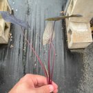 Electric Blue Gecko Starter Plant 2 Live Plant Colocasia For Garden