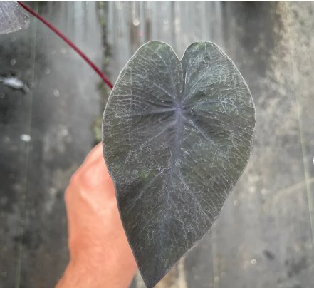 8 Live Plant Electric Blue Gecko Starter Plant Colocasia For Garden