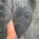 8 Live Plant Electric Blue Gecko Starter Plant Colocasia For Garden