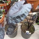 Blue Gecko Starter Plant 16 Live Plant Electric Colocasia For Garden