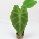 Colocasia 'Illustris' Elephant 2 Live Plant Ear Starter Plant For Garden