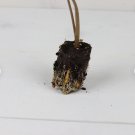Live Plant Ear Starter Plant Elephant 8 Colocasia 'Illustris' For Garden