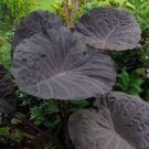 Colocasia Starter Plant Elephant Ear 8 Live Plant 'Painted Black Gecko' For Garden