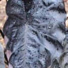 Starter Plant Elephant Ear 16 Colocasia Live Plant 'Painted Black Gecko' For Garden