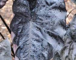 Starter Plant Elephant Ear 16 Colocasia Live Plant 'Painted Black Gecko' For Garden