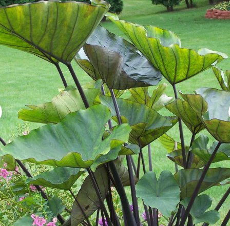 Elephant Ear Plant Colocasia 2 Tea Cup Esculenta Live Plant For Garden