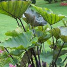 Elephant Ear Plant Colocasia 2 Tea Cup Esculenta Live Plant For Garden