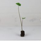 Colocasia 4 Tea Cup Elephant Ear Plant Esculenta Live Plant For Garden