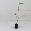 Elephant Ear Plant Esculenta Live Plant Colocasia 8 Tea Cup For Garden