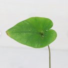 Live Plant Colocasia 16 Elephant Ear Plant Esculenta Tea Cup For Garden