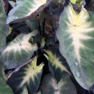 Elephant Ear Plant Colocasia 2 Tropical Storm Esculenta Live Plant For Garden