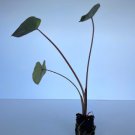 Colocasia 4 Tropical Elephant Ear Plant Storm Esculenta Live Plant For Garden