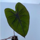 Ear Plant Storm Esculenta Live Plant Colocasia 8 Tropical Elephant For Garden