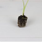 Live Plant Colocasia 16 Ear Plant Storm Esculenta Tropical Elephant For Garden