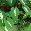 1 Colocasia 'Nancy's Revenge' Elephant Ear Starter Live Plant For Garden