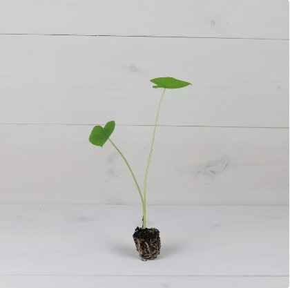 Revenge' Elephant 2 Colocasia 'Nancy's Ear Starter Live Plant For Garden