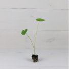 Revenge' Elephant 2 Colocasia 'Nancy's Ear Starter Live Plant For Garden