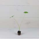 Elephant 4 Revenge' Colocasia 'Nancy's Ear Starter Live Plant For Garden