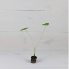 Revenge' Colocasia 'Nancy's Ear Elephant 8 Starter Live Plant For Garden