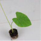 'Nancy's Ear Elephant Revenge' Colocasia 16 Starter Live Plant For Garden