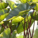 1 Colocasia Hawaiian Punch Elephant Ear Plant Live Plant For Garden
