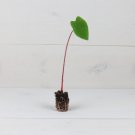 Plant 8 Hawaiian Elephant Ear Punch Colocasia Live Plant For Garden