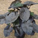 1 Colocasia 'Kona Coffee' Plant Elephant Ear Plant Live Plant For Garden
