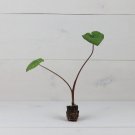 Plant Elephant Ear 2 Colocasia 'Kona Coffee' Plant Live Plant For Garden