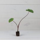 4 Plant Elephant Ear Colocasia 'Kona Coffee' Plant Live Plant For Garden