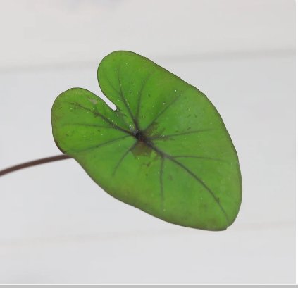'Kona Coffee' Plant Live Plant 8 Plant Elephant Ear Colocasia For Garden