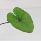 'Kona Coffee' Plant Live Plant 8 Plant Elephant Ear Colocasia For Garden
