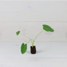 Giant Plant Elephant Ear Live Plant 2 Colocasia Jack's Plant For Garden