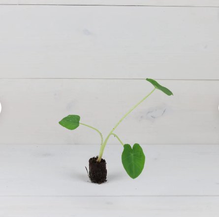4 Giant Plant Elephant Ear Live Plant Colocasia Jack's Plant For Garden