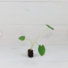 4 Giant Plant Elephant Ear Live Plant Colocasia Jack's Plant For Garden