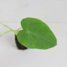 Colocasia 16 Elephant Ear Live Plant Giant Plant Jack's Plant For Garden